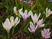 62 Scopriamo altri crocus vernus in fiore